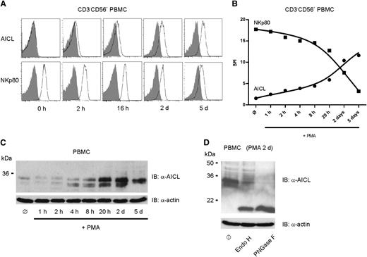 Figure 4. AICL upregulation and concomitant NKp80 downregulation by PMA-treated CD3−CD56+ PBMC. Freshly isolated human PBMC were stimulated with PMA and subsequently, at the indicated times, probed for expression of AICL or NKp80. (A-B) Kinetics of cell surface expression of AICL and NKp80, respectively, by NK cells among PMA-treated PBMC as determined by flow cytometry. PBMC were cultured with PMA for up to 5 days and stained for AICL (mAb 7F12), for NKp80 (mAb 5D12), or with isotype controls at various time points. One representative experiment out of 4 is shown. (A) Histograms show CD3−CD56+ cells stained with mAb 7F12 (upper) or mAb 5D12 (lower) (open histograms), and isotype controls (gray) at various time points. (B) Kinetics of AICL (●) and NKp80 (▪) surface expression on CD3−CD56+ cells among PMA-stimulated PBMC. MFI of AICL or NKp80 stainings was set in relation to those of isotype controls. (C) AICL glycoproteins in lysates of unstimulated PBMC (ø) or PBMC stimulated with PMA for various times were detected by immunoblotting with mAb 7G4. Actin detection served as loading control. Experiments with PBMC of 3 different donors gave comparable results. (D) Lysates of PBMC stimulated for 2 days with PMA were either left untreated (ø) or treated with endoglycosidase H or PNGase F, as indicated, before immunoblotting with mAb 7G4.