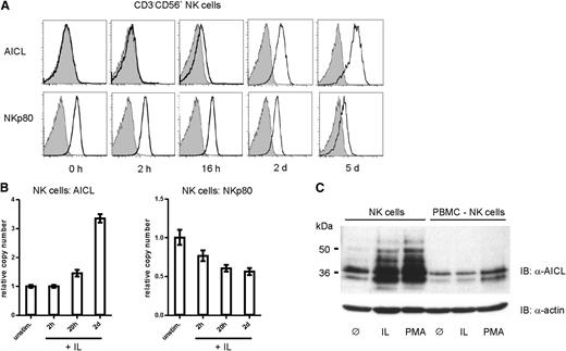 Figure 5. Exposure of NK cells to monokines IL-12 and IL-18 results in substantial AICL cell surface expression and NKp80 downregulation. NK cells purified from freshly isolated PBMC were cultivated in presence of IL-12 and IL-18 as well as IL-2. (A) Surface expression of AICL and NKp80 by NK cells cultivated for the indicated times. Flow cytometric analyses of cells stained with mAb 7F12 (anti-AICL, upper) or 5D12 (anti-NKp80, lower) (open histograms) or isotype controls (gray). One representative experiment out of 4 is shown. (B) Kinetics of AICL or NKp80 transcript levels of monokine-stimulated NK cells with levels of untreated NK cells arbitrarily set as 1. Means of triplicates are shown with standard deviations. Experiments with NK cells from 3 different donors gave similar results. (C) Total AICL glycoproteins in lysates of purified NK cells or NK cell–depleted PBMC cultivated for 2 days without additives (ø) or in the presence of IL-12 and IL-18 (IL) or PMA. AICL was detected with mAb 7G4 in immunoblotting, and actin used as loading control.