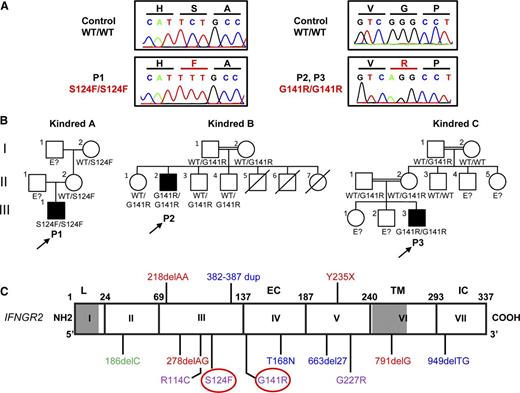 Figure 1. Identification of 3 new patients with recessive partial IFN-γR2 deficiency and MSMD. (A) Electropherogram showing the TCT-TTT mutation in P1 and the GGG-AGG mutation in P2 and P3 (indicated in red). (B) Familial segregation of the S124F and G141R mutations. Family A is from Mexico. Families B and C are from Turkey. E?, not genotyped. Healthy individuals are shown in white. Solid black shapes indicate patients with MSMD. The probands are indicated by arrows. Each kindred is designated by a capital letter (A-C), each generation by a roman numeral (I-III), and each individual by an Arabic number. (C) Schematic diagram of the IFNGR2 gene with all previously described mutations and the S124F and G141R mutations described here (highlighted by a red circle). Coding exons are numbered with roman numerals and delimited by a vertical bar. Regions corresponding to the leader sequence (L, 1-22), extracellular domain (EC, 23-248), transmembrane domain (TM, 249-272), and intracellular domain (IC, 273-337) are indicated. Mutations marked in red cause AR complete IFN-γR2 deficiency with no detectable expression of IFN-γR2 at the cell surface. The mutations marked in blue cause AR complete IFN-γR2 deficiency with detectable surface expression of a nonfunctional IFN-γR2. With the antibody now available, EBV-B cells from patients carrying the 663del27 mutations23 and 382-387dup25 were shown to have impaired and normal surface expression of IFN-γR2, respectively. The mutation marked in green causes AD partial IFN-γR2 deficiency. The mutations marked in purple cause AR partial IFN-γR2 deficiency.