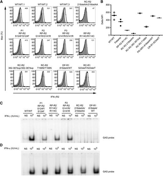 Figure 2. IFN-γR2 expression and impaired STAT1-DNA-binding activity in response to IFN-γ stimulation of the patients’ cells. (A) Flow cytometry analysis of IFN-γR2 expression on the surface of EBV-B cells from 3 healthy controls (WT/WT-1, WT/WT-2, and WT/WT-3), a patient with recessive complete IFN-γR2 deficiency (RC-R2, 218delAA/218delAA), patient P1 with the recessive S124F mutation conferring partial deficiency (RP-R2, S124F/S124F), patients P2 and P3 with the recessive G141R mutation (RP-R2, G141R/G141R), a patient with recessive partial IFN-γR2 deficiency (RP-R2, R114C/R114C), 2 patients with complete recessive IFN-γR2 deficiency and surface expression (RC-R2, 382-387dup/382-387dup and RC-R2, T168N/T168N), a patient with dominant partial IFN-γR1 deficiency (DP-R1, 818del4/WT), and a patient with complete recessive IFN-γR1 deficiency (RC-R1, 523delT/523delT). These results are reproducible and representative of ≥3 independent experiments. The histograms represent the expression of IFN-γR2 (bold line) and the isotype control (gray filled). (B) Difference in mean fluorescence intensity (ΔMFI) values between specific and isotype antibody are indicated. Response of EBV-B cells to (C) IFN-γ and (D) IFN-α (105 IU/mL for 20 minutes) as determined by EMSA of GAS probe-binding nuclear proteins from a healthy control (WT/WT), patients P1 with the S124F mutation (RP-R2, S124F/S124F) and P2 (RP-R2, G141R/G141R) studied here, a patient with recessive partial IFN-γR2 deficiency (RP-R2, R114C/R114C), a patient with recessive complete IFN-γR2 deficiency (RC-R2, 218delAA/218delAA), and a patient with dominant partial IFN-γR1 deficiency (DP-R1, 818del4/ WT). These results are reproducible and representative of ≥3 independent experiments.
