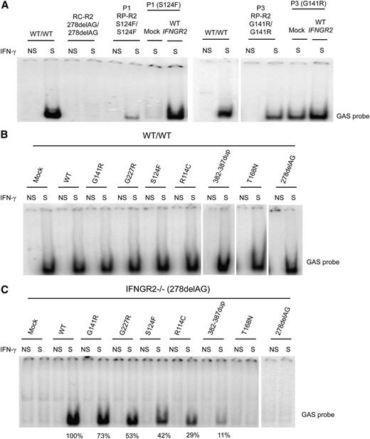 Figure 4. Complementation of the IFN-γ response with WT IFNGR2. (A) SV40 fibroblasts from P1 and P3 were transiently transfected with a mock vector and WT IFNGR2 and stimulated with 104 IU/mL IFN-γ. DNA-binding activity was then analyzed by EMSA with a GAS probe. Untransfected SV40 fibroblasts from a healthy control (WT/WT), a patient with recessive complete IFN-γR2 deficiency (RC-R2, 278delAG/278delAG), and patients P1 and P3 studied here with the S124F (RP-R2, S124F/S124F) and G141R (RP-R2, G141R/G141R) mutations were used as controls. Vertical lines have been inserted to indicate a repositioned gel lane. (B) SV40 fibroblasts from a healthy control (WT/WT) and (C) an IFN-γR2–deficient patient (278delAG/278delAG) were transiently transfected with mock vector, WT, R114C, S124F, G141R, G227R, 382-387dup, T168N, and 278delAG IFNGR2-tagged V5 constructs. Transfected cells were either left unstimulated or were stimulated with 104 IU/mL of IFN-γ for 20 minutes. GAS-binding activity was evaluated by EMSA. The results shown are representative of 2 independent experiments. Vertical lines have been inserted to indicate a repositioned gel lane.