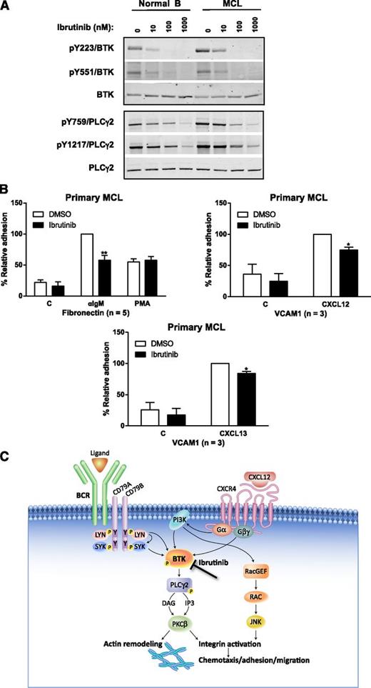 Figure 7. Ibrutinib inhibits BCR- and chemokine-induced adhesion of primary MCL cells. (A) CD19+ cells isolated from PBMCs of healthy volunteers or MCL patients were treated with ibrutinib at 100 nM for 10 minutes prior to cell harvest, lysate generation, and western blotting. Primary MCL cells have increased BTK activity compared with B lymphocytes from healthy volunteers, which is further inhibited by ibrutinib in a dose-dependent manner. Tyrosine phosphorylation sites of PLC-γ are also inhibited dose-dependently by drug. (B) Ibrutinib inhibited adhesion of primary MCL cells to fibronectin- or VCAM-1–coated plates co-coated with anti-IgM, CXCL12, or CXCL13 (*P < .05; **P < .01). The n values represent the number of independent experiments performed in triplicate; the averages of these experiments are displayed. (C) Schematic of mechanism of action of ibrutinib. Since BTK is downstream to both BCR and CXCR4 signaling, ibrutinib inhibits chemokine and BCR-mediated cell adhesion/migration of malignant cells thereby disrupting the microenvironment in the tissues, LNs, and BM, which results in the malignant cells egressing and eventually entering the peripheral circulation where they are presumably cleared.