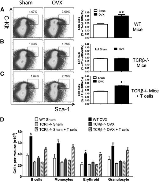 Figure 1. Effect of ovx on HSPC expansion in T cell–replete and T cell–deficient mice. (A-C) Effects of ovx on the relative frequency of LSK cells in WT mice, TCRβKO mice, and TCRβKO mice previously subjected to adoptive transfer of T cells. Lin− cells were gated and analyzed for Sca-1 and c-Kit expression using isotype control settings. (Left) Representative flow cytometric dot plots from 1 mouse per group. The black box delineates c-Kit+ Sca-1+ cells. Parent population is Lin−. Data are expressed as percentage of total Lin− cells. (Right) Mean ± standard error of the mean (SEM) for each group. Data are expressed as percentage of total BM mononucleated cells (BMMCs). (D) Effect of ovx on the number of BM B cells, monocytes, erythroid cells, and granulocytes. n = 10 mice per group. *P < .05 and **P < .01 compared with the corresponding sham-operated group.