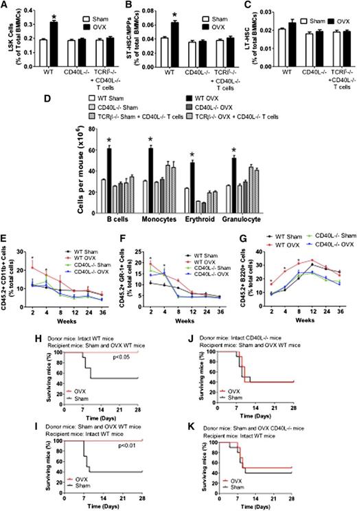 Figure 4. Analysis of the effects (mean + SEM) of ovx in WT and CD40L−/− mice and TCRβ−/− mice previously reconstituted with CD40L−/− T cells. (A) Effects of ovx on the relative frequency of BM LSK cells. (B-C) Effect of ovx on the relative frequency of ST-HSPCs/MPP and LT-HSPCs. (D) Effect of ovx on the number of BM B cells, monocytes, erythroid cells, and granulocytes. (E-G) Effect of ovx on peripheral blood cell expansion after primary competitive repopulation. In these experiments, CD45.2 CD40L−/− and control WT mice were killed after 2 weeks of ovx or sham operation. BM was then mixed with BM from intact CD45.1+ WT mice at a ratio of 1:2 (donor/ competitor) and injected into lethally irradiated CD45.1+ recipient mice. The percentage of CD11b+, GR-1+, and B220+ cells in the peripheral blood of lethally irradiated WT recipient mice are shown. Recipient mice received CD45.2+ BM donor cells from WT and CD40L−/− mice previously subjected to sham operation or ovx mixed in a 1:2 ratio with CD45.1+ competitor BM cells from intact WT mice. (H-K) Survival analysis of WT mice transplanted with limiting number of BM cells derived from WT and CD40L−/− mice. (H-J) Donor mice were intact WT or CD40L−/− mice. Recipient mice were WT mice subjected to sham operation or ovx 2 weeks before the BM transplantation. (I-K) Donor mice were sham operated or ovx 2 weeks before the BM transplantation. Recipient mice were intact WT mice. n = 10 per group. *P < .05 compared with the corresponding sham-operated group.