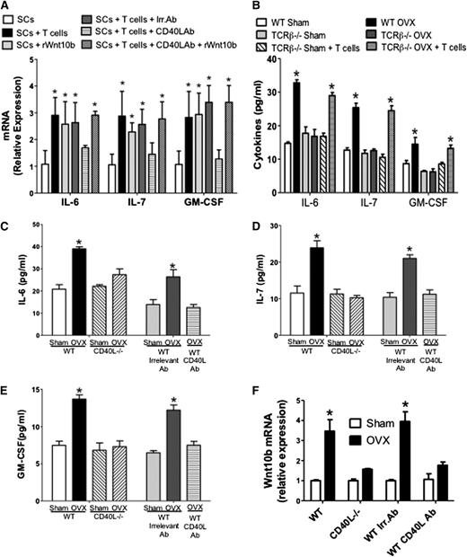 Figure 5. Role of CD40L on the production of hemopoietic cytokines by SCs. (A) The SC expression of IL-6, IL-7, and GM-CSF mRNAs was measured in SCs cultured alone or in the presence of T cells, anti-CD40L Ab, or rWnt10b. (B) Levels of IL-6, IL-7, and GM-SCF in the culture media of SCs from sham-operated and ovx WT mice, TCRβKO mice, and TCRβKO mice previously subjected to adoptive transfer of WT T cells. (C-E) Levels of IL-6, IL-7, and GM-SCF as measured by enzyme-linked immunosorbent assay in the 48-hour culture media of SCs purified from sham operated and ovx WT and CD40L−/− mice. The first 4 bars to the left show data from WT and CD40L−/− mice. The last 3 bars to the right show data from WT mice treated with irrelevant Ab or MR-1 Ab. In these experiments, BM was cultured for 1 week, SCs were then purified, and cytokine was measured by enzyme-linked immunosorbent assay in the 48-hour culture media. (F) Effect of ovx on the mRNA expression of Wnt10b in BM T cells. The first 4 bars to the left show WT and CD40L−/− mice. The last 4 bars to the right show WT mice treated with irrelevant Ab or MR-1 Ab. *P < .05 compared with the corresponding sham-operated group.