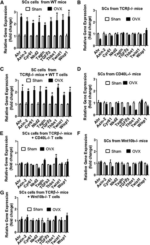 Figure 7. Effect (mean + SEM) of ovx on the SC expression of mRNA of genes known to be up-regulated by Wnt signaling. BM harvested at death was cultured for 1 week. SCs were purified, and mRNA levels were determined by real-time reverse transcription-polymerase chain reaction. SCs were obtained from (A) WT mice, (B) TCRβKO mice, (C) TCRβKO mice previously subjected to adoptive transfer of WT T cells, (D) CD40L−/− mice, (E) TCRβ−/− mice previously reconstituted with CD40L−/− T cells, (F) Wnt10b−/− mice, and (G) TCRβKO mice previously subjected to adoptive transfer of Wnt10b−/− T cells. The Wnt-dependent genes analyzed were aryl-hydrocarbon receptor (Ahr), axin2, cystein-rich protein 61 (Cyr61), naked cuticle 2 homolog (Nkd2), transgelin (tagln), transforming growth factor β 3 (TGFβ3), thrombospondin 1 (Thbs1), Twist gene homolog 1 (Twst1), and Wnt1 inducible signaling pathway protein 1 (Wisp1). n = 5 mice per group. *P < .05 compared with the corresponding sham-operated group.