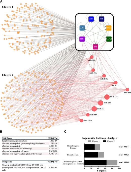 Figure 7. Heptad-bound miRNA modulate components of the heptad and their target genes. (A) FLI1, ERG, GATA2, RUNX1, SCL/TAL1, LYL1, and LMO2 form a densely interconnected core circuit with multiple, positive-feedback loops. The heptad TFs are illustrated by square nodes and interactions (green edges) between heptad TFs, and heptad coding genes are illustrated (as detailed in Figure 5B). Genes simultaneously bound by the heptad TFs are illustrated as orange hexagons and miRNAs as red circles, whereas these interactions are shown as black edges. Potential posttranscriptional regulatory interactions between miRNAs and gene transcripts (messenger RNAs) are shown as red edges. The size of the circles representing each miRNA in the network is proportionate to their normalized expression level in CD34+ cells. A number of miRNAs form feedback loops with ERG, FLI1, and GATA2. (B) Hematopoietic phenotypes and signatures were enriched (using GREAT) in cluster 2 but not in cluster 1. (C) The numbers of genes corresponding to normal/abnormal hematopoiesis in the ingenuity pathway analysis are enriched in cluster 2 (also see supplemental Figure 9).