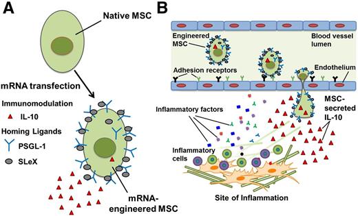 Figure 1. Improving MSC therapeutic potential via mRNA transfection with homing ligands and immunomodulatory factors. Illustration of (A) mRNA-engineered MSCs that express a combination of homing ligands (PSGL-1 and SLeX) and an immunomodulatory factor (IL-10), and (B) targeting mRNA-engineered MSCs to site of inflammation.