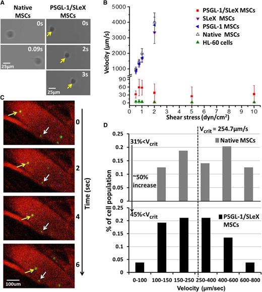 Figure 3. PSGL-1/SLEX MSCs exhibit a robust rolling response on P-selectin-coated substrates in vitro and on inflamed endothelium in vivo. (A) Representative images showing PSGL-1/SLeX MSCs (yellow arrows) roll on a P-selectin surface in vitro at a substantially lower velocity than a native MSC. Shear stress in these images: 0.75 dyn/cm2. (B) Simultaneous expression of both PSGL-1 and SLeX is required to induce robust rolling of MSCs on P-selectin surface. Data are shown as mean velocity (calculated from 20 cells per group) ± SD. (C) Representative in vivo confocal microscopy images show a rolling (yellow arrows) and adhered (white arrows) PSGL-1/SLeX MSCs. (D) Histogram showing a representative velocity distribution of native MSCs and PSGL-1/SLeX MSCs on inflamed ear endothelium in vivo (representative analyzed population; velocity was calculated for at least 50 cells per group). Vcrit calculated as described in the “Methods” section.