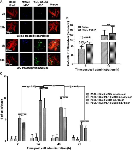 Figure 5. Incorporation of the PSGL-1/SLeX rolling machinery promotes rapid homing of MSCs to inflamed ear pinna. (A) Representative images of native MSCs (blue, DiD) and PSGL-1/SLeX MSCs (green, DiI) in healthy and inflamed mice ears (red, blood, rhodamine-dextran). (B) Quantitative analysis of MSC homing to the inflamed ear. Transfected MSCs exhibit statistically significant enhanced homing to the LPS-induced inflamed ear vs native MSCs at 2 hours postinjection (*P < .05, 1-way ANOVA using Tukey’s HSD; error bars represent ± SEM) (n = 4 and n = 7 for 2 hours and 24 hours, respectively). (C) A direct comparison between PSGL/SLeX MSCs and PSGL-1/SLeX/IL-10 MSCs reveals similar homing to inflamed ear pinna (ns = no statistical difference observed between the 2 groups at each time point; 1-way ANOVA using Tukey’s HSD; error bars represent ± SD, n = 4). Rapid clearance of MSC is observed, with peak number of cells observed at 24 to 48 hours and a significant decrease observed at 72 hours after cell administration (stack dimensions are 474 × 488 microns; *P < .05, 1-way ANOVA using Tukey’s HSD).