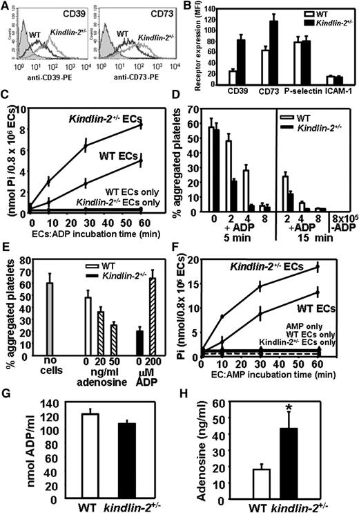 Figure 3. CD39 and CD73 expression levels and enzymatic activities are significantly increased on the surface of kindlin-2+/− ECs. (A) Representative FACS analysis of WT and kindlin-2+/− ECs stained with PE-conjugated Abs to CD39 and CD73. Gray-filled histograms represent isotype controls. (B) FACS analyses of WT (□) and kindlin-2+/− (▪) ECs stained with Abs to CD39, CD73, P-selectin, and ICAM-1. The data are mean ± SEM of triplicate samples and are representative of 4 independent experiments. (C) CD39 activity on the surface of WT and kindlin-2+/− ECs. ECs (8 × 105) were incubated in the absence or presence of substrate ADP (100 μM) for 0 to 60 minutes at 37°C in the presence of adenosine 5′-(α,β-methylene)diphosphate, the CD73 inhibitor. Concentration of inorganic Pi released from ADP in EC supernatants was measured using malachite green assay. (D) Platelet aggregation induced by remaining (not hydrolyzed by CD39) ADP present in the supernatants of WT (□) or kindlin-2+/− (▪) ECs (0-8 × 105) treated with ADP (100 μM) for 5 or 15 minutes; in controls, no ADP was added. (E) Platelet aggregation induced by ADP present in the supernatants of WT (□) or kindlin-2+/− (▪) ECs (2 × 105) treated with ADP (100 μM) for 5 minutes. Adenosine (0-50 ng/mL) was added to WT EC-conditioned medium, while ADP (200 μM) was added to kindlin-2+/− EC-conditioned medium. (F) CD73 activity on the surface of WT or kindlin-2+/− ECs. ECs (8 × 105) were incubated in the absence or presence of substrate AMP (100 μM) for 0 to 60 minutes in the presence of the alkaline phosphatase inhibitor levamisole. Pi formed from AMP in EC supernatants was measured using a malachite green assay kit. Data are mean ± SEM of triplicate samples from 3 independent experiments. ADP (G) and adenosine (H) concentrations in plasma of WT and kindlin-2+/− mice were measured as described in “Methods.” Results are expressed as mean ± SEM from 7 to 10 mice per group. MFI, mean fluorescence intensity.