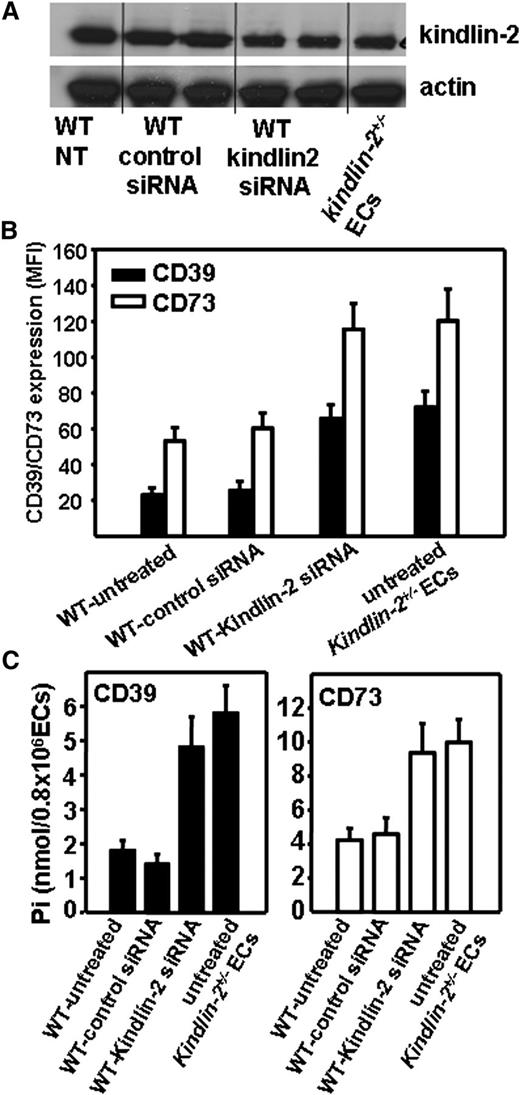 Figure 4. Reduction of kindlin-2 expression in WT ECs results in enhanced CD39 and CD73 expression and activities. WT and kindlin-2+/− ECs were either untreated or treated with control or kindlin-2 siRNA. Untreated kindlin-2+/− ECs served as control. (A) Western blot analysis of EC lysates using anti–kindlin-2 mAbs or Abs to actin as a loading control. (B) FACS analysis with anti-CD39 and anti-CD73 Abs reveal reduced CD39 and CD73 expression on kindlin-2 siRNA-treated WT ECs. The data are mean ± SEM of triplicate samples and are representative of 3 independent experiments. (C) CD39 (left panel) and CD73 (right panel) activities were analyzed on the EC surface as described in Figure 3C. The data are mean ± SEM of quadruple samples of 3 independent experiments. NT, nontreated.