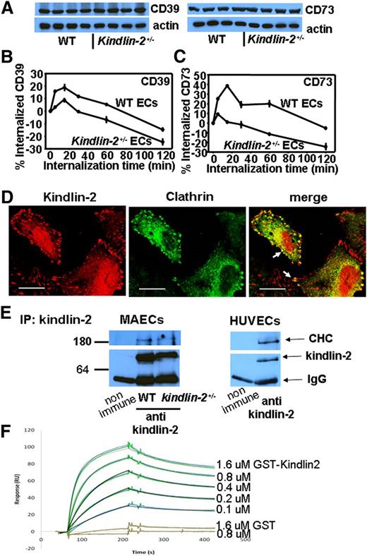 Figure 5. Defective clathrin-dependent trafficking of CD39 and CD73 in kindlin-2+/− ECs. (A) Western blot analysis of WT and kindlin-2+/− EC lysates probed with Abs to CD39 and CD73 reveal similar total content of these enzymes in both mouse strains (top panel). The blots were reprobed with Ab to actin to confirm equal protein loading (bottom panel). (B-C) Comparison of kinetics of CD39 (B) and CD73 (C) internalization in WT and kindlin-2+/− ECs. The measurements were performed as described in “Methods.” The data are mean ± SEM of triplicate samples and are representative of 3 independent experiments. (D) Kindlin-2 and clathrin colocalization in WT ECs. The cells were stained with mAbs to kindlin-2 followed by Alexa 568–coupled goat anti-mouse IgG (red fluorescence) and rabbit anti-clathrin Ab and Alexa 488–conjugated goat anti-rabbit IgG (green fluorescence). Immuno-Fluore mounting medium (MPI Biomedicals) was used to mound the slides, and the images were taken with a 63 × 1.4 oil objective using a Leica TCS-NT laser scanning confocal microscope and Leica confocal software (version 2.5, build 1227). Images are representative of 3 independent experiments (bar size, 20 μm). Arrows point to focal adhesions. (E) Clathrin coimmunoprecipitates with kindlin-2 from EC lysates. Kindlin-2 was immunoprecipitated from lysates of MAECs (left panel) and HUVECs (right panel). Immunoprecipitates were analyzed on western blots with Abs to CHC and kindlin-2 as indicated. Images are representative of 3 independent experiments. (F) The CTD (1-363) was immobilized on the CM5 sensor chip surfaces (500 RU). Sensograms obtained for a concentration series of GST-kindlin-2 or GST protein (each concentration measured twice and shown as colored lines) were fit to a 1:1 interaction model with a drifting baseline (shown as black lines). Ig, immunoglobulin; IP, immunoprecipitation; RU, response units.