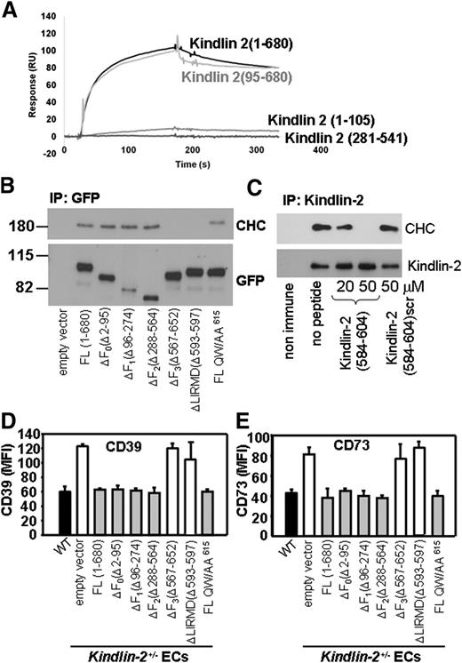 Figure 6. Clathrin interacts with clathrin box sequence within the F3 domain of kindlin-2. (A) Representative binding of 1 concentration (1.6 μM) of the following full-length kindlin-2 (1-680) and kindlin-2 fragments: (1-105), (95-680), and (281-541) to clathrin TD domain (1-363). The clathrin TD domain was immobilized on the CM5 sensor chip surfaces (∼500 RU). (B) EGFP-tagged WT and mutants of kindlin-2 were immunoprecipitated from lysates of CHO cells transfected with the respective kindlin-2 constructs (as shown) using GFP-Trap Sepharose. The binding of clathrin to kindlin-2 mutants was analyzed on western blots with Abs to CHC. Kindlin-2 expression levels are revealed with anti-GFP Ab. The results are representative of 3 independent experiments. (C) Kindlin-2 was immunoprecipitated from WT ECs in the absence or presence of a peptide corresponding to residues 584-604 of kindlin-2 or its scrambled version followed by western blot analysis with anti-CHC and anti–kindlin-2 Abs. The images are representative of 2 experiments. (D-E) Overexpression of ΔF3 or Δ(LIRMD) deletion mutants of kindlin-2 does not reduce surface expression of CD39 and CD73 in kindlin-2+/− ECs. The cells were transfected with the EGFP constructs of WT, QW/AA615, deletion mutants of kindlin-2, or empty EGFP vector as indicated. Cell-surface expression of CD39 (D) and CD73 (E) were measured using PE-conjugated anti-CD39 and anti-CD73 Abs by FACS analysis of the EGFP+ cell population. The data represent mean ± SEM of triplicate samples and are representative of 3 independent experiments.