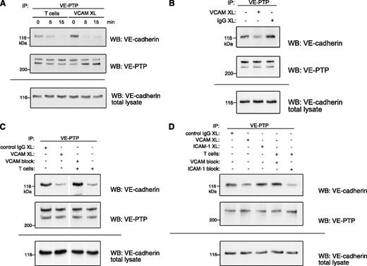 Figure 1. VCAM-1 ligation dissociates VE-PTP from VE-cadherin. (A) VCAM-1 crosslinking (XL) induces VE-cadherin/VE-PTP dissociation. Either antigen-stimulated T cells or anti-VCAM-1–coupled dynabeads (mAb 6C7) were added to confluent TNF-α–stimulated bEnd.5 endothelioma cells for 5 or 15 minutes. VE-PTP was immunoprecipitated from lysates, and either coprecipitated VE-cadherin (WB: VE-cadherin) or precipitated VE-PTP (WB: VE-PTP) was detected by immunoblotting. To exclude proteolysis as a potential reason for the weakening of the VE-cadherin signal, aliquots of cell lysates were set aside and kept under identical conditions as lysates subjected to immunoprecipitations before direct analysis by immunoblotting (WB: VE-cadherin total lysate). (B) VCAM-1 crosslinking dissociates VE-cadherin and VE-PTP in murine primary endothelial cells. Confluent TNF-α–stimulated cells were incubated with anti-VCAM-1– or control IgG–coupled dynabeads for 15 minutes. Coprecipitated VE-cadherin was detected by immunoblotting as described above. (C) Anti–VCAM-1 blockade inhibits T-cell–induced dissociation. TNF-α–stimulated bEnd.5 cells were either incubated with control IgG– or anti-VCAM-1 antibody–loaded beads (first 2 lanes), or bEnd.5 cells were preincubated with anti-VCAM-1 antibody or no antibody. This was followed by incubation with T cells (last 2 lanes) and subsequent coimmunoprecipitation analysis. (D) ICAM-1 is not required for VE-cadherin/VE-PTP dissociation. TNF-α–stimulated bEnd.5 cells were either incubated with beads loaded with control IgG, anti–VCAM-1 mAb, or anti-ICAM-1 mAb (first 3 lanes), or the endothelial cells were preincubated with anti-VCAM-1 mAb or with anti-ICAM-1 mAb, followed by incubation with T cells (lanes 4-5) and subsequent coimmunoprecipitation analysis.