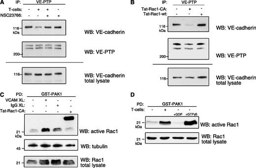 Figure 2. Rac1 activity is required for dissociation of VE-cadherin and VE-PTP. (A) Rac1 inhibition prevents VE-cadherin/VE-PTP dissociation. TNF-α–stimulated bEnd.5 cells were treated with the Rac1 inhibitor NSC23766 (25 μM) before incubation with antigen-stimulated T cells, followed by coimmunoprecipitation of VE-cadherin via VE-PTP (analogous to Figure 1). (B) Rac1 activation dissociates VE-PTP from VE-cadherin. bEnd.5 cells were incubated with a constitutively active mutant Rac1 fusion protein (Tat-Rac1-CA) or a wild-type fusion protein (Tat-Rac1-wt), followed by VE-PTP/VE-cadherin coimmunoprecipitation analysis. (C) VCAM-1 crosslinking (XL) activates Rac1. Anti-VCAM-1– or control IgG–coupled dynabeads or a Tat-Rac1-CA fusion protein (as a positive control) were incubated with TNF-α–stimulated bEnd.5 cells, followed by pulldown of active (GTP-bound) Rac1 with the purified Rac1-binding domain of PAK1 (as GST fusion protein). (D) TNF-α–stimulated bEnd.5 cells were incubated with or without T cells, and subsequently active Rac1 was analyzed as in panel C. For controls, GDP or nonhydrolysable GTPγS was added (right 2 lanes).