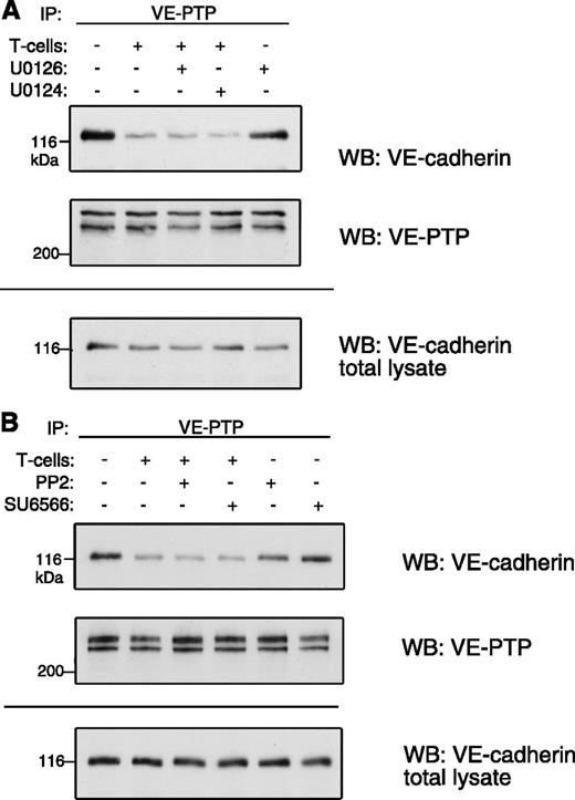 Figure 4. Kinase regulation of VE-cadherin and VE-PTP association. (A) ERK1/2 activation is not required for VE-cadherin/VE-PTP dissociation. TNF-α–stimulated bEnd.5 cells were preincubated with the ERK1/2 inhibitor U0126 (or the negative control substance U0124) (both at 10 μM), followed by incubation with or without T cells and subsequent VE-PTP/VE-cadherin coimmunoprecipitation analysis. (B) Src inhibition does not prevent VE-cadherin/VE-PTP dissociation. The same process was done as in panel A, but cells were treated with the Src inhbitors PP2 (10 μM) or SU6566 (5 μM).