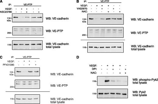 Figure 6. VEGFR signaling via Rac1/ROS/Pyk2 triggers VE-cadherin/VE-PTP dissociation. (A) Rac1 inhibition prevents VEGF-induced dissociation. bEnd.5 cells were treated with the Rac1 inhibitor NSC23766 (25 μM) before incubation with VEGF, followed by VE-PTP/VE-cadherin coimmunoprecipitation analysis. (B) NOX inhibition prevents VEGF-induced dissociation. bEnd.5 cells were treated with the antioxidant NAC (1 mM) or the NOX inhibitor VAS2870 (10 μM) before incubation with VEGF, followed by VE-PTP/VE-cadherin coimmunoprecipitation analysis. (C) Pyk2 activity is required for VEGF-induced dissociation. bEnd.5 cells were pretreated with the dual Pyk2/FAK inhibitor PF431396 (5 μM) before incubation with VEGF, followed by VE-PTP/VE-cadherin coimmunoprecipitation analysis. (D) VEGF-triggered activation of Pyk2 requires NOX activity. bEnd.5 cells were pretreated with the ROS scavenger NAC (1 mM) or the NOX inhibitor VAS2870 (10 μM) before incubation with VEGF, followed by immunoprecipitating Pyk2 and immunoblotting for phospho-Pyk2 (WB: phospho-Pyk2 total lysate). Equivalent aliquots of total cell lysates were analyzed by immunoblotting for Pyk2 (WB: Pyk2 total lysate).