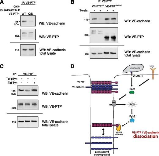 Figure 7. Binding of a phosphorylated VE-PTP substrate induces VE-cadherin/VE-PTP dissociation. (A) VE-cadherin/VE-PTP association is severely reduced in CHO cells expressing a VE-PTP substrate-trapping (C/S) mutant compared with wild-type (WT) VE-PTP. CHO cells triple-transfected with VE-cadherin, VEGFR-2, and either the WT form or the C/S trapping mutant of VE-PTP was immunoprecipitated for VE-PTP, and the precipitated material was analyzed in immunoblots for VE-cadherin (WB: VE-cadherin) or for VE-PTP (WB: VE-PTP). Bottom panel (WB: VE-cadherin total lysate) shows a VE-cadherin immunoblot of total cell lysates. (B) The cytoplasmic domain of VE-PTP is necessary for its T-cell–induced dissociation from VE-cadherin. Endothelioma cells generated from embryos of either WT mice (VE-PTP+/+) or from VE-PTPmut/mut mice lacking the cytoplasmic domain and the transmembrane domain of VE-PTP were incubated with or without T cells. Also, VE-PTP immunoprecipitates were analyzed in immunoblots for VE-cadherin (WB: VE-cadherin) or for VE-PTP (WB: VE-PTP). Bottom panel (WB: VE-cadherin total lysate) shows a VE-cadherin immunoblot of total cell lysates. (C) A model substrate of VE-PTP can dissociate VE-PTP from VE-cadherin. bEnd.5 cells were incubated without or with a cell-penetrating, phosphorylated Tie2 peptide (phospho-Tyr 992, Tat-pTyr) or the same nonphosphorylated peptide (Tat-Tyr), followed by VE-PTP/VE-cadherin coimmunoprecipitation analysis. (D) Proposed signaling mechanism for the lymphocyte-induced dissociation of VE-PTP from VE-cadherin. Lymphocyte binding to VCAM-1 or stimulation by VEGF triggers the production of ROS via Rac1-mediated activation of NOX. This leads to activation of the redox-sensitive kinase Pyk2 that triggers, directly or indirectly, the phosphorylation of a VE-PTP substrate that, in turn, binds to VE-PTP. This binding may cause structural or conformational changes across the membrane that lead to detachment of the extracellular domain of VE-PTP from VE-cadherin. This facilitates phosphorylation of components or associated factors of the VE-cadherin-catenin complex, which participates in the destabilization of endothelial cell contacts.