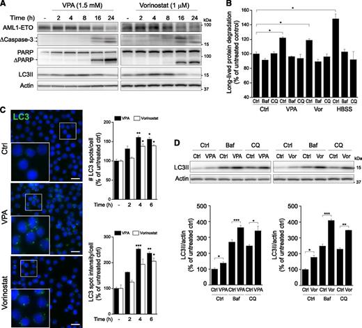 Figure 1. VPA or vorinostat activates autophagy in Kasumi-1 cells. (A) Kasumi-1 cells were treated with VPA or vorinostat for the indicated hours, and total cell lysates were prepared for immunoblotting. The blots were probed with the indicated antibodies. Blots from 1 representative experiment are shown. Similar results were obtained by probing for AML1-ETO using an AML1-reactive antibody (data not shown). AML1-ETO migrates more or less as a doublet.47 (B) Kasumi-1 cells were treated with VPA or vorinostat (Vor) for 16 hours in the presence or absence of autolysosomal inhibitors, and autophagic activity was measured as degradation of long-lived proteins. Starvation in Hank’s balanced salt solution was used as a positive control. (C) Kasumi-1 cells were treated with VPA or vorinostat for 2 to 6 hours and then fixed and prepared for immunofluorescence staining of endogenous LC3 (green) and Hoechst staining of nuclei (blue). (Left) Representative images from the 4-hour time point are shown. Scale bar, 20 µm. (Right) Mean number of LC3 spots per cell and the mean intensity of LC3 spot pixels per cell were quantified from 1000 to 3000 cells per condition per experiment. The asterisks denote the statistical significances compared with the untreated control. (D) Autophagic flux was determined in Kasumi-1 cells by treatment with VPA or vorinostat for 4 hours in the presence or absence of Baf or CQ for the final 2 hours. Total cell lysates were prepared for immunoblotting, and the blots were probed with antibodies against LC3 and actin. Blots from 1 representative experiment are shown. The relative levels of LC3II were normalized to actin. All bars show mean values ± standard error of the mean (SEM) quantified from ≥3 independent experiments. *P < .05; **P < .01; ***P < .001.