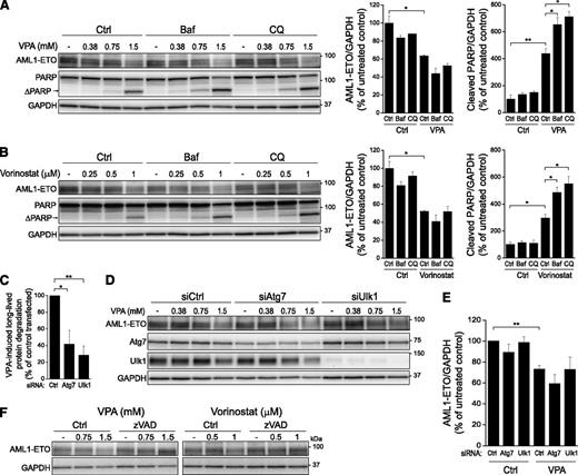 Figure 2. AML1-ETO is not degraded by autophagy. Kasumi-1 cells were treated with the indicated concentrations of (A) VPA or (B) vorinostat for 16 hours in the presence or absence of Baf or CQ. Cell lysates were prepared for immunoblotting, and the blots were probed with the indicated antibodies. Representative blots are shown. (Right) The relative band intensities of AML1-ETO and cleaved PARP at 1.5 mM VPA and 1 μM vorinostat were normalized to glyceraldehyde-3-phosphate dehydrogenase (GAPDH). (C) Kasumi-1 cells transfected with siRNA oligoes against Atg7 and Ulk1 were treated with VPA for 16 hours, and degradation of long-lived proteins was quantified. The VPA-induced degradation of long-lived proteins in cells transfected with siAtg7 or siUlk1 was compared with the VPA-induced protein degradation in siCtrl-transfected cells to demonstrate inhibition of autophagy. (D-E) Cells transfected as in C were treated with VPA at the indicated concentrations for the last 16 hours, and total cell lysates were prepared for immunoblotting. AML1-ETO was detected by an ETO-specific antibody. (E) The relative band intensities of AML1-ETO at 1.5 mM VPA were normalized to GAPDH. (F) VPA- or vorinostat-induced degradation of AML1-ETO is inhibited by caspase-inhibitor. Kasumi-1 cells were treated with zVAD-fmk (20 µM) for 30 minutes before addition of the indicated concentrations of VPA or vorinostat, and the incubation was continued for 16 hours. Total cell lysates were prepared for immunoblotting, and the blots were probed with antibodies against ETO and GAPDH. All bars show mean values ± SEM quantified from ≥3 independent experiments. *P < .05; **P < .01.