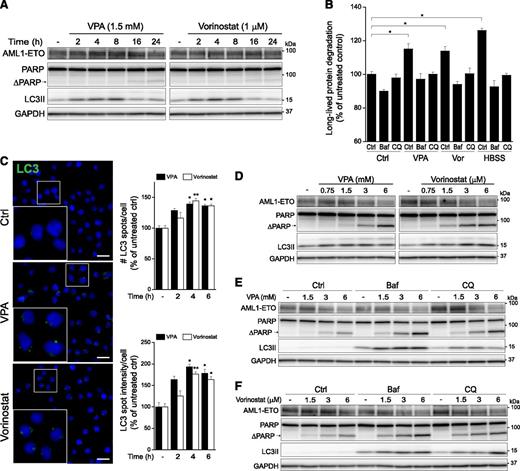 Figure 3. VPA and vorinostat induce autophagy without reducing the AML1-ETO levels in SKNO-1 cells. (A) SKNO-1 cells were treated with VPA or vorinostat for the indicated hours, and total cell lysates were prepared for immunoblotting. The blots were probed with the indicated antibodies, and GAPDH was used as a loading control. Blots from 1 representative experiment are shown. (B) SKNO-1 cells were treated with VPA or vorinostat (Vor) for 16 hours in the presence or absence of autolysosomal inhibitors, and autophagic activity was measured as degradation of long-lived proteins. Starvation in Hank’s balanced salt solution was used as a positive control. (C) SKNO-1 cells were treated with VPA or vorinostat for 2 to 6 hours and then fixed and prepared for immunofluorescence staining of endogenous LC3 (green) and Hoechst staining of nuclei (blue). Representative images from the 4-hour time point are shown. Scale bar, 20 µm. (Right) The mean number of LC3 spots per cell and the mean intensity of LC3 spot pixels per cell were quantified from 1000 to 2000 cells per condition per experiment. The asterisks denote the statistical significances compared with the untreated control. (D-F) SKNO-1 cells were treated with the indicated concentrations of VPA and vorinostat for 16 hours in the absence or presence of autolysosomal inhibitors. Total cell lysates were prepared for immunoblotting with the indicated antibodies, and representative blots are shown. All bars show mean values ± SEM quantified from ≥3 independent experiments. *P < .05; **P < .01.
