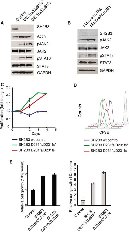 Figure 2. Functional characterization of the SH2B3 D231fs allele. (A) Western blot analysis of SH2B3 expression and JAK-STAT signaling in lymphoblastoid cells from the proband (noted as SH2B3 D231fs/D231fs*), the affected sibling (SH2B3 D231fs/D231fs), and an SH2B3 wild-type healthy control. (B) Western blot analysis of SH2B3 expression and JAK-STAT signaling in JURKAT T-ALL cells expressing SH2B3 targeting shRNAs (pLKO-shSH2B3) or an inactive control shRNA (pLKO-shCTRL). (C) Differential growth curves of SH2B3 wild-type and patient-derived SH2B3 mutant lymphoblastoid cells grown in 1% fetal bovine serum (FBS) containing media. (D) CFSE dilution analysis of cell cycle kinetics in SH2B3 patient-derived SH2B3 mutant lymphoblastoid cells in 1% FBS containing media. (E) Differential cell growth of SH2B3 wild-type and patient-derived SH2B3 mutant lymphoblastoid cells in standard (10% FBS) and low serum (1% FBS) conditions. Experiments shown were performed at least twice, and quantitative assays were performed in triplicate.