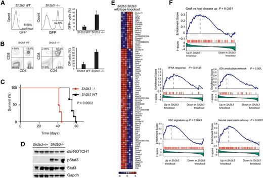 Figure 4. Genetic loss of Sh2b3 accelerates NOTCH1-induced T-ALL. (A) Representative plots (of one of 6 animals per group) and quantification of GFP-expressing preleukemic cells in peripheral blood of mice transplanted with either Sh2b3−/− or wild-type hematopoietic progenitors infected with retroviruses expressing ΔE-NOTCH1. (B) Representative plots (of one of 6 animals per group) and quantification of double-positive (CD4+CD8+; DP) cells in mice 3 weeks after transplantation. (C) Kaplan-Meier survival curves of mice transplanted with Sh2b3−/− (n = 6) or wild-type (n = 6) hematopoietic progenitors expressing ΔE-NOTCH1. (D) Western blot analysis of Stat3 phosphorylation in NOTCH1-induced tumors generated from hematopoietic precursors from Sh2b3 wild-type and Sh2b3−/− mice. (E) Heat map diagram of top ranking differentially expressed genes by the Student t test in Sh2b3−/− (n = 3) vs Sh2b3 wild-type (n = 3) NOTCH1-induced leukemias. Genes in the heat map are shown in rows, and each individual sample is shown in 1 column. The scale bar shows color-coded differential expression, with red indicating higher levels of expression and blue indicating lower levels of expression. (F) GSEA enrichment plots of gene sets related to autoimmunity, immune function, and stem cells associated with the Sh2b3−/− NOTCH1–induced leukemia signature.
