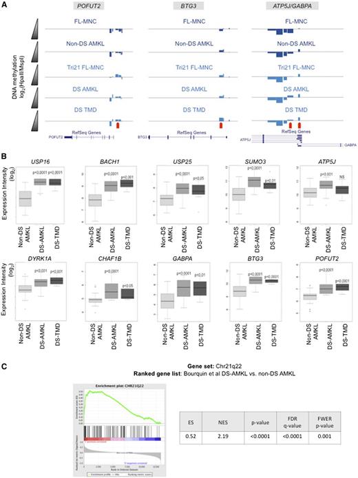 Figure 4. DNA hypomethylation is associated to overexpression of trisomic genes. (A) Visualization on the University of California at Santa Cruz (UCSC) genome browser of DNA methylation changes detected by the HELP assay on 4 genes localized in neighboring regions of the DSCR. Each custom track represents the mean HELP values measured for that group. Negative deflections below the zero line represent negative log ratios (methylated regions), and positive deflections above the zero line represent positive log ratios (hypomethylated regions). Red arrows indicate HELP probesets with detectable differences in methylation between control samples (FL-MNC and non–DS-AMKL) and DS-related samples (Tri21 FL-MNC, DS-AMKL, and DS-TMD). (B) Boxplots representing gene expression values for genes differentially methylated in and around the DS critical region. P values are for t test comparisons between each of the 2 DS-related conditions vs the non–DS-AMKL values. (C) Gene set enrichment analysis using positional gene sets MSigDB collections (c1) showing significant enrichment for genes localized in 21q22 band in DS-AMKL samples from a publicly available DS-AMKL microarray dataset.29