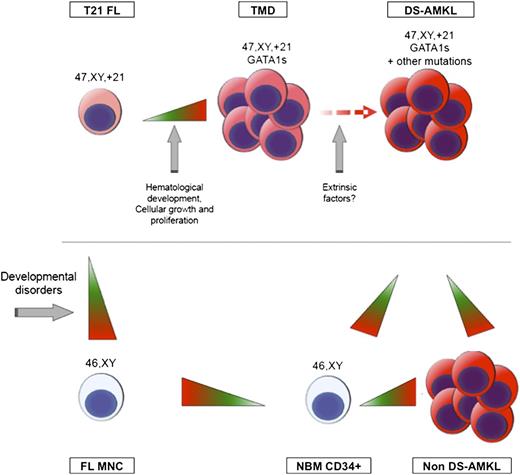 Figure 5. Model of sequential genetic and epigenetic events associated with DS-AMKL development. Two distinct waves of epigenetic reprogramming were detected. The first wave, which happens upon acquisition of an additional copy of chromosome 21, results in genome-wide hypomethylation and affects genes involved in developmental processes. The second wave, detected in DS-TMD blasts, results in hypermethylation of genes involved in hematological disorders and regulation of key cellular processes. No additional epigenetic changes are detected upon progression to DS-AMKL, but DS-AMKL blasts are hypomethylated in comparison with NBM CD34+ and non–DS-AMKL blasts.