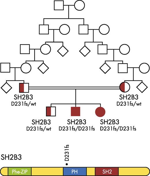 Top: Pedigree of the Eastern European family found to harbor a germline SH2B3 frameshift mutation (D231fs). Bottom: Functional domains of the SH2B3 adaptor protein: PHE-ZIP (Phenylalanine zipper); Plekstrin homology domain (Ph); SH2 (Src Homology 2 regulatory domain). The location of the germline D231fs mutation is noted. Figure is modified from Figure 1 in the article by Perez-Garcia et al that begins on page 2425.