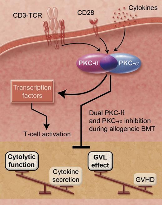 Dual PKC-θ and PKC-α inhibition improves experimental allogeneic BMT. After activation through the CD3-TCR (T-cell receptor) complex, CD28 pathway, or cytokines, PKC-θ and PKC-α play both unique and overlapping roles that culminate in the induction of multiple transcription factors necessary for T-cell activation. Donor T cells deficient in both PKC-θ and PKC-α or post-BMT therapy with a drug that inhibits both PKC-θ and PKC-α led to a profound reduction in inflammatory cytokine secretion with relative preservation of cytolytic function and a GVL effect coincident with markedly reduced GVHD. Professional illustration by Alice Y. Chen.