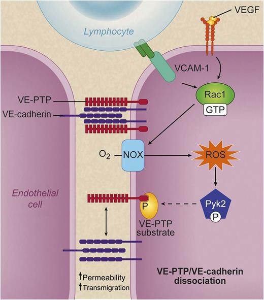 When lymphocyte α4β1 integrin (dark green dimer) binds to endothelial VCAM-1 (turquoise) or VEGF (yellow spheres) binds VEGF receptor 2 (top right, orange), a signaling cascade is set in motion that leads to activation of Rac1 (GTP bound). Rac1 in turn activates NOX, which converts molecular oxygen to ROS. These ROS activate the kinase Pyk2, which phosphorylates an unidentified substrate (yellow) for VE-PTP and causes VE-PTP (red) to dissociate from VE cadherin (purple). This dissociation is associated with increased leukocyte transmigration and increased macromolecular permeability. See Figure 7D in the paper by Vockel and Vestweber that begins on page 2512. Professional illustration by Debra T. Dartez