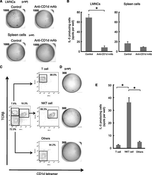 Figure 6. NKT cells were predominant sources of IL-5 secreted after immunization with group A-RBCs. WT CD1d+/+ Balb/c mice received intraperitoneal injection of anti-mouse CD1d mAb (n = 3). Mice that received injections of isotype-matched Ab served as controls (n = 3). The mice were immunized with human blood group A-RBCs (5 × 108/mouse) on day 1 after mAb administration. The mice were sacrificed to determine the IL-5–producing cells 6 hours after immunization. (A-B) LMNCs and spleen cells were seeded. The representative pictures of ELISPOT wells are shown (A) and the frequency of IL-5 producing cells is (B). Number in each picture refers to the total cells seeded per well (×103). (C-E) Six hours after immunization with A-RBCs, the LMNCs were isolated from CD1d+/+ Balb/c mice (n = 12). The pooled cells were used in ELISPOT assay to determine the frequency of IL-5–producing cells. The LMNCs were stained with APC-conjugated anti-mouse CD1d-tetramer and PE-Cy7–conjugated anti-mouse TCRβ. NKT cells (CD1d-tetramer+, TCRβ+), T cells (CD1d-tetramer–, TCRβ+), and the others (CD1d-tetramer–, TCRβ–) were isolated by sorting with FACS Aria. After sorting, the purities of NKT, T, and other cells were reanalyzed by FCM. (D-E) The representative pictures of ELISPOT wells are shown (D) and the frequency of IL-5–producing cells is shown (E). Number in each picture refers to the total cells seeded per well (×103). The results shown are the average ± SEM calculated from red spot number in quadruplicate wells. The results are representative of 2 similar experiments. *P < .05.