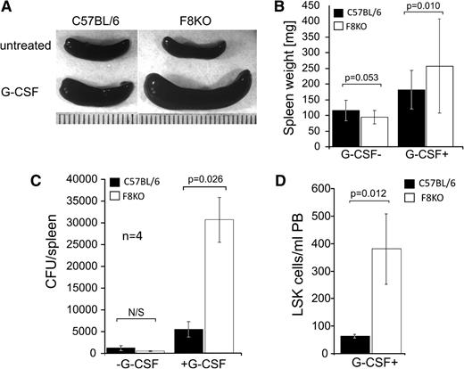 Figure 2. G-CSF–induced splenomegaly and LSK cell mobilization is enhanced in FVIIIKO mice. (A) Macroscopic view of selected spleens of FVIIIKO and C57BL/6 mice either with or without 7 days of G-CSF treatment. (B) Average spleen weight (mg) of C57BL/6 (left) and FVIIIKO (right) mice in the presence or absence of G-CSF treatment (2-way ANOVA, P < .01). (C) Number of CFUs before and after G-CSF treatment in the spleen of FVIIIKO (white) or C57BL/6 mice (black). (D) Number of LSK cells in PB of control and G-CSF–treated splenectomized FVIIIKO and C57BL/6 mice. Error bars are means ± SD.