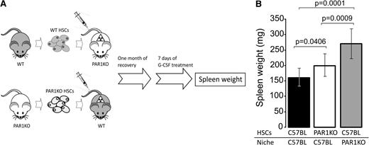 Figure 4. FVIIIKO and PAR1 KO mice exhibit impaired interaction between stroma cells and hematopoietic niche. (A) A scheme depicting the procedure in the assay used to distinguish between the roles of PAR1 on stromal cells vs PAR1 on HSCs. Host mice were lethally irradiated by split-dose total body irradiation (total of 10 Gy on day 3 and 4 Gy on day 1) and transplanted (day 0) with 5 × 106 donor cells. One month later, mice were mobilized by G-CSF for 7 days. (B) Spleen weight was examined for the 3 different chimeras tested as indicated. Bars represent average values ± SD.