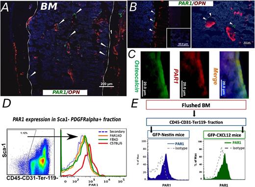 Figure 5. PAR1 expression by stromal niche cells. (A) A representative immunohistological staining of frozen femur from C57BL/6 mouse is shown. Sample was stained for Osteopontin (red) and PAR1 (green). Arrowheads point to some of the positive PAR1 staining. PAR1-positive cells were detected within the bone trabeculae, along the endosteum and as scattered cells areas inside the hematopoietic compartment (magnification, ×10). (B) Two larger magnification (×40) samples of staining for extracellular OPN together with membrane bound PAR1 staining are shown. Isotype control staining is depicted at the inset, using an irrelevant isotype-matched primary Ab for both PAR1 and OPN, followed by the secondary Ab used for the specific staining. OPN, osteopontin. (C) PAR1 specific expression on osteoblasts population is shown. Osteocalcin (green) is used as osteoblast specific intracellular marker. PAR1 is represented in red. Merge (yellow) demonstrates PAR1 expression on osteocalcin positive osteoblasts. Nuclei are denoted by Hoechst staining (blue). (D) FACS analysis of PAR1 expression on stromal cells. PAR1-positive signal was detected on CD45−CD31−Ter119− + Sca1−PDGFRα+ subpopulation in C57BL/6 mice (red line). Similar cells of PAR1 KO mice were used as negative control (green line). (E) PAR1 expression was determined in GFP-CXCL12 and GFP-Nestin mice. Flushed fraction of BM was stained for CD45, CD31, and Ter119 and the negative fraction was examined for GFP signal. As can be seen, PAR1 expression was determined in both GFP CXCL12 (green) and GFP-Nestin (blue) mice. Isotype antibody staining was used as a negative control.