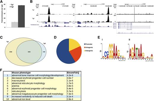 Figure 2. ERG ChIP-Seq in TgERG mice. (A) Validation of ChIP quality by quantitative RT-PCR of the Hhex +1-Kb enhancer-fold enrichment compared with the IgG control in 2 TgERG leukemias. (B) Density plots visualizing ERG binding in 3 known hematopoietic target gene loci, Hhex, Nfe2, and Runx-1. (C) Venn diagram intersecting ERG peaks in the 2 Tg leukemias shows marked similarity between 2 samples. (D) Pie chart showing ERG distribution across genomic regions using the designated high-confidence peaks. (E) De novo motif discovery performed on ERG high-confidence peaks identified ETS and GATA motifs as highly enriched. (F) Biological function of ERG-bound genes as identified by the Genomic Regions Enrichment of Annotations Tool. A table summarizing the most enriched mouse phenotypes is presented and phenotypes related to mega-erythro lineage are highlighted in yellow.