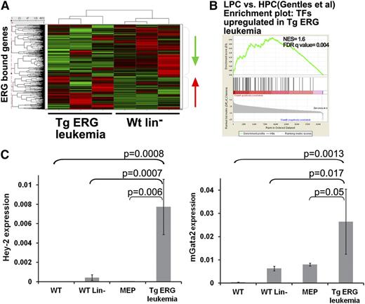 Figure 3. Integration of ChIP-Seq and expression data reveals transcriptional programs regulated by ERG in Tg leukemia. (A) Heat map depicting gene expression of ERG-bound genes in TgERG leukemia compared with the WT lin– controls. (B) GSEA using upregulated transcription factors (TFs) in Tg-ERG leukemia shows significant enrichment in human AML progenitors (LPC) compared with normal hematopoietic progenitors (HPC20). (C) Validation of Gata2 and Hey2 upregulation in TgERG leukemia compared with WT bone marrow, WT lin– bone marrow, and WT MEPs. Quantitative RT-PCR results normalized to β-actin are shown (mean ± SEM, n = 3 for WT, WT lin–, and WT MEPs; n = 5 for TgERG leukemia).