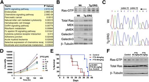 Figure 4. The Ras pathway is activated in TgERG leukemia. (A) Table summarizing most upregulated pathways in TgERG leukemia compared with WT lin– cells according to the DAVID functional annotations tool. (B) Analysis of the Ras pathway in protein extracts from the spleens of TgERG mice or WT littermates: Ras-GTP pull-down to visualize the active Ras state (upper panel) and Ras pathway protein expression by Western blotting (lower panel). (C) Absence of mutations in Ras in cDNA prepared from TgERG leukemia cells: representative chromatograms showing K-Ras codons 12 and 13. (D) Growth curve of TgERG leukemia cells treated with escalating doses of FTS (mean ± SEM, n = 3; experiment repeated 3 times). (E) Kaplan-Meier survival curve of NSG mice transplanted with TgERG leukemia cells and treated with FTS by daily gavage starting 4 days after transplantation. FTS treatment at 80 mg/kg significantly prolonged survival of leukemia-bearing NSG mice (median survival = 22.5 and 34 days for mice receiving vehicle or FTS 80 mg/kg, respectively, log-rank P < .0001, n = 6). (F) Depletion of Ras-GTP in mice treated with FTS 80 mg/kg. Protein extracts were prepared from the spleens of 2 NSG mice receiving vehicle control, 2 mice receiving FTS 40 mg/kg, and 2 mice receiving 80 mg/kg. Extracts were used for either Ras-GTP pull-down to detect active Ras levels or for Western blotting to detect total Ras and β-tubulin levels.