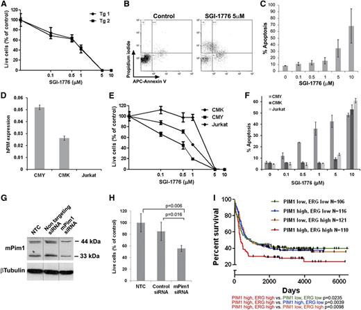 Figure 6. The PIM1 inhibitor, SGI-1776, inhibits proliferation and induces apoptosis of leukemia cells. (A) Survival curve of TgERG leukemia cells of 2 TgERG mice treated with escalating doses of SGI-1776 for 3 days (mean ± SEM, n = 4). (B-C) Dose-dependent apoptosis of TgERG leukemia cells treated with SGI-1776 for 24 hours. (B) Flow cytometry analysis of cells stained with Annexin V and propidium iodide 24 hours after treatment with either vehicle or 5 µM SGI-1776. (C) Summary of the percentage of Annexin V–positive cells as a function of SGI-1776 dose (mean ± SEM, n = 3) (D) PIM1 expression levels by quantitative RT-PCR (normalized to β-actin) in human leukemia cell lines expressing high (CMY) low (CMK) or no ERG (Jurkat, mean ± SEM, n = 3). (E) Survival curve of CMK, CMY, and Jurkat cells treated with escalating doses of SGI-1776 for 2 days (mean ± SEM, n = 4, 1-way analysis of variance P = .026). (F) Percentage of Annexin V–positive CMK, CMY, and Jurkat cells treated for 24 hours with escalating doses of SGI-1776 (mean ± SEM, n = 3). (G-H) Pim1 knockdown inhibits growth of TgERG leukemia cells. TgERG leukemia cells were transfected with Pim1 siRNA and 3 days later collected and used for either protein extraction to determine PIM1 levels (G, vertical lines indicate repositioned gel lanes) or counted to determine live cell number (H, mean ± SEM, n = 3). (I) Combined high expression of ERG and PIM1 confers a poor prognosis in AML patients. Kaplan-Meier plots comparing survival in 4 groups of human AML44 classified by PIM1 and ERG expression (see supplemental Figure 8). Significance levels (log-rank P values) are given with respect to the PIM1/ERG high subpopulation.