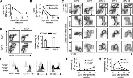 Figure 1. Phenotype and dynamics of resident and inflammatory macrophages during acute peritonitis. Quantification of total leukocytes (A) or granulocytes (neutrophils and eosinophils) (B) in the peritoneal cavity at the steady state and during a 14-day period after i.p. administration of thioglycollate. (C) Fluorescence-activated cell sorter (FACS) plots illustrating the gating strategy used for identification of macrophages at the steady state and during a 14-day period after i.p. administration of thioglycollate. Macrophages were found in CD115hi gates (first row) at all times; CD115 expression on these cells was reduced at day 1. Three macrophage populations were discerned on the basis of F4/80 intensity, and these populations are depicted in the second through the fourth rows of the dot plots. F4/80low macrophages (solid-line gates) and F4/80hi macrophages (finely dotted gates) were resident macrophages, and inflammatory peritoneal macrophages (wide-dashed gates) appeared only in response to thioglycollate. (D) FACS plots illustrating the gating of inflammatory macrophages and corresponding cell counts in the peritoneum of CCR2-deficient mice and controls 1 and 5 days after initiation of peritonitis. (E) Comparison of F4/80, CD36, CD11c, and MHC-II cell surface expression levels between resident (F4/80low and F4/80hi) and inflammatory (F4/80int) macrophages 5 days after initiation of peritonitis. (F) Quantification of resident macrophages and (G) inflammatory macrophages in the peritoneal cavity during the steady state and a 14-day period after i.p. administration of thioglycollate. Data are derived from at least 2 experiments performed with 5 replicates per experimental condition.
