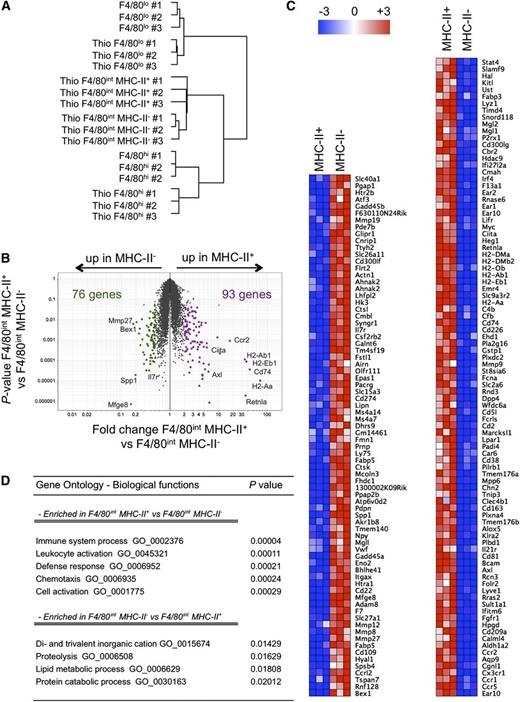 Figure 2. Gene expression analysis of inflammatory macrophage populations. (A) Hierarchical clustering of steady-state and inflammatory macrophage populations (3 replicates for each populations) based on the 15% of genes with the greatest variability. (B) Volcano plot (P value vs fold change, with each dot representing 1 probe set), highlighting the 76 genes upregulated in MHC-II− inflammatory macrophages (green) and the 93 genes upregulated in MHC-II+ inflammatory macrophages (purple). Some differentially expressed probe sets were tagged with the gene name they correspond to. (C) Heat map depicting genes differentially expressed (P < .05; fold > 2) between MHC-II− and MHC-II+ inflammatory macrophages. (D) Pathways associated with differentially expressed genes between MHC-II− and MHC-II+ inflammatory macrophages.