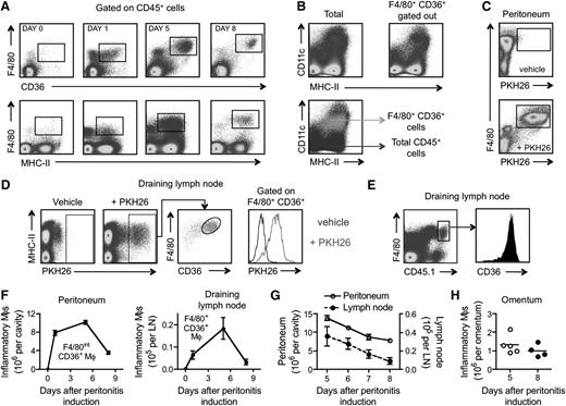 Figure 3. Kinetics of inflammatory macrophage migration to LNs. (A) FACS plots depicting the appearance of inflammatory macrophages (F4/80+CD36+ or F4/80+ MHC-II+) in the mediastinal LN over the course of 8 days after i.p. administration of thioglycollate. (B) Total LN cells (Left) or total cells with F4/80+ CD36+ cells gated out (Right) based on cell surface expression of CD11c and MHC-II. Bottom plot overlays F4/80+ CD36+ gated cells on total LN cells, plotted to show CD11c vs MHC-II. (C) Labeling of peritoneal inflammatory macrophages 24 hours after i.p. injection of the phagocytic tracer dye PKH26 in mice inflamed 2 days earlier by thioglycollate injection. (D) PKH26+ cells were identified in the mediastinal LN 3 days after injection of PKH26 in the peritoneal cavity (5 days after inflammation was induced by thioglycollate) and analyzed for F4/80 and CD36 cell surface expression. Far-right plot shows PKH26 levels after gating on all F4/80+ CD36+ LN cells. (E) Inflammatory macrophages were retrieved from CD45.1 mice that had been injected 1 day earlier with thioglycollate. These macrophages were adoptively transferred into CD45.2 mice at the same stage of inflammation. CD45.1+ inflammatory macrophages were gated in the mediastinal LN cell suspension (left FACS plot) 4 days later and analyzed for CD36 expression. (F-H) Inflammatory macrophages in the peritoneum, draining LN and omentum at different times after induction of peritonitis by thioglycollate (n = 4-6 mice per group per time point). Data are representative of at least 2 independent experiments.