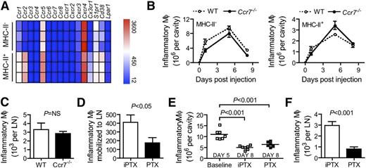 Figure 4. Blocking inflammatory macrophages migration marginally impaired their clearance during resolution. (A) Heat map showing the expression of chemotactic receptors in MHC-II− and MHC-II+ inflammatory macrophages 5 days after intraperitoneal administration of thioglycollate (3 replicates were generated for each population). (B) Kinetics of MHC-II− and MHC-II+ inflammatory macrophages during the course of thioglycollate-induced peritonitis in CCR7-deficient mice and controls (n = 5 mice per group per time). (C) Accumulation of inflammatory macrophage in the mediastinal LN of CCR7-deficient mice and controls 5 days after intraperitoneal administration of thioglycollate (n = 5 mice per group). (D) Mobilization to the mediastinal LN of adoptively transferred F4/80+ CD36+ CD45.1+ inflammatory macrophages in CD45.2 mice injected with thioglycollate in the presence of PTX or iPTX (n = 5-7 per group). To maximize the recovery, cells and PTX or iPTX (single injection) were injected in the peritoneum at day 2, and LNs were analyzed at day 5. (E) Baseline number of inflammatory macrophage in the peritoneum at day 5 and numbers of macrophages recovered at day 8 after treatment with either active (PTX) or inactive (iPTX) pertussis toxin at day 5. Each symbol represents one mouse. (F) The number of F4/80+CD36+ macrophages recovered in the mediastinal LN at day 8 from the experiment in panel E, illustrating that active pertussis toxin prevented emigration to the LN.