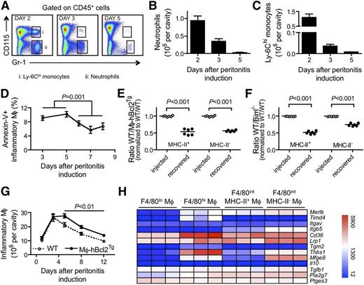 Figure 5. Inflammatory macrophages contraction during resolution is controlled by apoptotic cell death. (A) FACS plot illustrating the gating strategy used for neutrophils (ii, CD115− Gr-1+) and Ly-6Chi monocytes (i, CD115+ Gr-1+) in the inflamed peritoneal cavity. Quantification of neutrophils (B) as well as Ly-6Chi monocytes (C) up to day 5 in mice injected with thioglycollate (n = 5 per time). (D) Quantification of annexin V staining in inflammatory macrophages from day 3 to 8 after intraperitoneal administration of thioglycollate (n = 5 per time). (E-F) Ratios of F4/80int inflammatory macrophages competed after injection into thioglycollate-inflamed peritoneum at day 5 (injected) and recovered at day 8 (recovered). Two competitions are shown: between macrophages derived from WT and CD68-Bcl2 (Mφ-hBcl2Tg) transgenic mice and between macrophages derived from WT and Bim−/− mice. Each symbol represents data from 1 mouse. (G) Quantification of F4/80int inflammatory macrophages in the peritoneal of irradiated recipient mice transplanted with bone marrow from CD68-Bcl2 (Mφ-hBcl2Tg) or WT mice during a 12-day period after i.p. administration of thioglycollate. (H) Heat maps depict gene expression patterns of mRNA transcripts that mediate or are induced in response to efferocytosis. Three replicates are shown for different macrophage populations.
