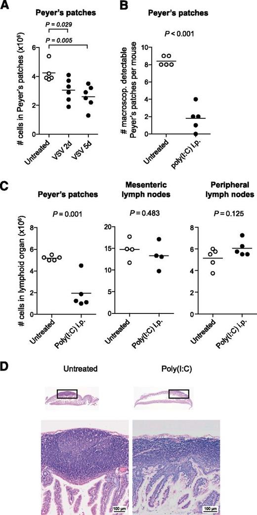 Figure 1. Virus-associated immune activation causes rapid disruption of Peyer’s patches. (A) Mice were infected with VSV, and 2 or 5 days later, all macroscopically detectable Peyer’s patches were isolated. The total cell count for all Peyer’s patches per mouse was determined. (B-D) Mice were treated twice (days 0 and 3) with poly(I:C), and organs were examined 48 hours after the second injection. (B) Number of macroscopically detectable Peyer’s patches per mouse. (C) Mean number of cells in lymphoid compartments per mouse. (A-C) Each data point represents 1 individual mouse, and the mean of at least n = 4 mice per group is depicted as a bar. All data are representative of at least 2 independent experiments. (D) Hematoxylin and eosin–stained paraffin sections of the small intestine from 1 untreated and 1 poly(I:C)-treated mouse. The boxes indicate the Peyer’s patches depicted below with ×40 magnification. These sections are representative of n = 3 mice per group. i.p., intraperitoneally.