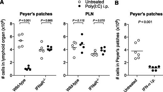 Figure 3. Disruption of the Peyer’s patches is dependent on type I IFNs. (A) Mice were treated as in Figure 1, and organs were examined 48 hours after the last poly(I:C) injection. Cell numbers in Peyer’s patches and PLNs of wild-type and IFNaR−/− mice are shown. Each data point represents 1 individual mouse, and the mean of n = 5 mice per group is depicted as a bar. (B) Mice were treated with recombinant IFN-α, and organs were examined 24 hours after the last injection. Cell numbers in Peyer’s patches are shown. Each data point represents 1 individual mouse, and the mean of n = 6 mice per group is depicted as a bar. Data are representative of 2 independent experiments.