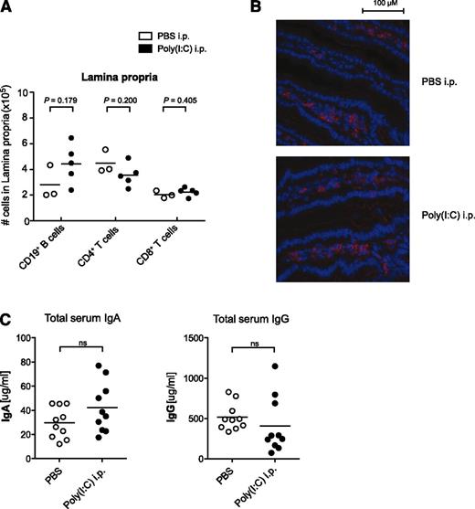 Figure 6. Virus-associated innate immune activation does not alter lymphocyte numbers in the intestinal lamina propria. Mice were treated with poly(I:C) as in Figure 1. (A) Absolute lymphocyte numbers in the intestinal lamina propria were determined by flow cytometry. Each data point represents 1 individual mouse, and the mean of n = 5 poly(I:C)-stimulated and n = 3 untreated mice per group is depicted as a bar. (B) Distribution of B220+ B cells (red) in the intestinal lamina propria was analyzed by immunohistochemistry. (C) Serum levels of IgA and IgG were determined by enzyme-linked immunosorbent assay. Each data point represents 1 individual mouse, and the mean of n = 10 mice per group is depicted as a bar. All data are representative of at least 2 independent experiments.