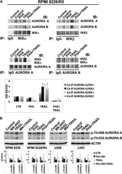 Figure 4. Aurora and IKK kinases interact in MM cells. (A) RPMI 8226/R5 were treated with PHA-680632 for 3 hours and then incubated with TRAIL (9.6 ng/mL). After 24 hours of treatment, cells were lysed in CHAPS lysis buffer and subjected to immunoprecipitation (IP) using mouse monoclonal IKKα (B-8), mouse monoclonal IKKβ (H-4), mouse monoclonal ARK-1 (35C1) (Aurora A), mouse monoclonal ARK-2 (13E8A7) (Aurora B), or control antibody (IgG) and immunoblotted (IB) with Aurora A or Aurora B or IKKα and IKKβ antibodies. Bands were subjected to densitometric scanning, and the histogram shows average quantification results ± SD of the association Aurora A/IKKα, Aurora A/IKKβ, Aurora B/IKKα, or Aurora B/IKKβ from 3 blots (*P < .01, vs untreated control cells, Tukey-Kramer test). (B) HMCLs were cultured with pan-AKIs and/or TRAIL as previously reported for 24 hours. Endogenous phospho-Aurora A (Thr288) and phospho-Aurora B (Thr232) from whole cell lysates were revealed by western blot analysis. Anti-actin immunoblotting was performed as loading control. The relative amount of phospho-Aurora A (Thr288) and phospho-Aurora B (Thr232) was determined by densitometry and normalized to that of actin. Histograms represent the mean ± SD of the ratio phospho-Aurora A (Thr288)/actin or phospho-Aurora B (Thr232)/actin normalized to the untreated control from blots of 3 separate experiments.